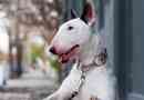 Bull terrier - pluses és minusz fajták
